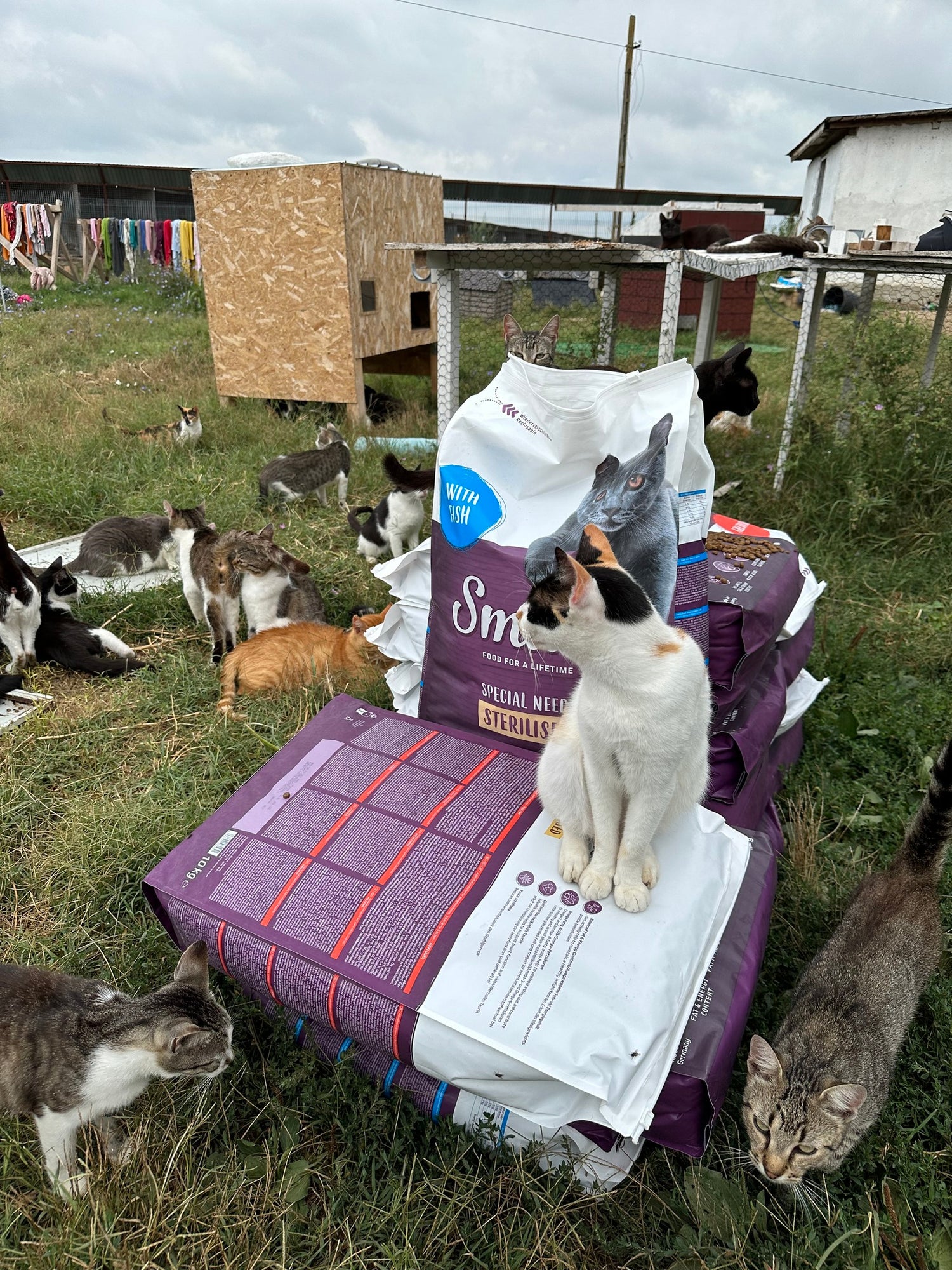 Donatie 200 kg către Pisici - Luna Iulie