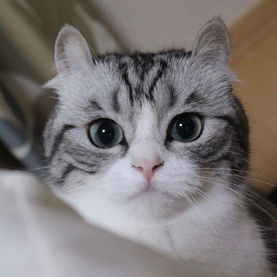 Tricouri cu pisici: Cele mai bune optiuni pentru iubitorii de animale - Prestigeboutique.ro
